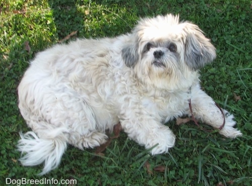 The right side of a fat white with black Shih-Tzu that is laying across grass and it is looking up.